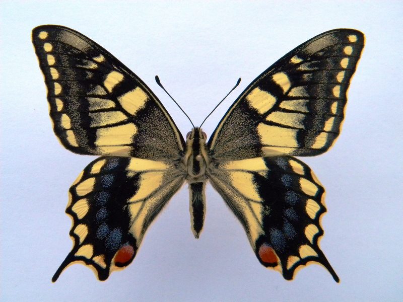 Papilio machaon (cold shock abb F) (Internet Image property of respective owner, non-commercial use only)